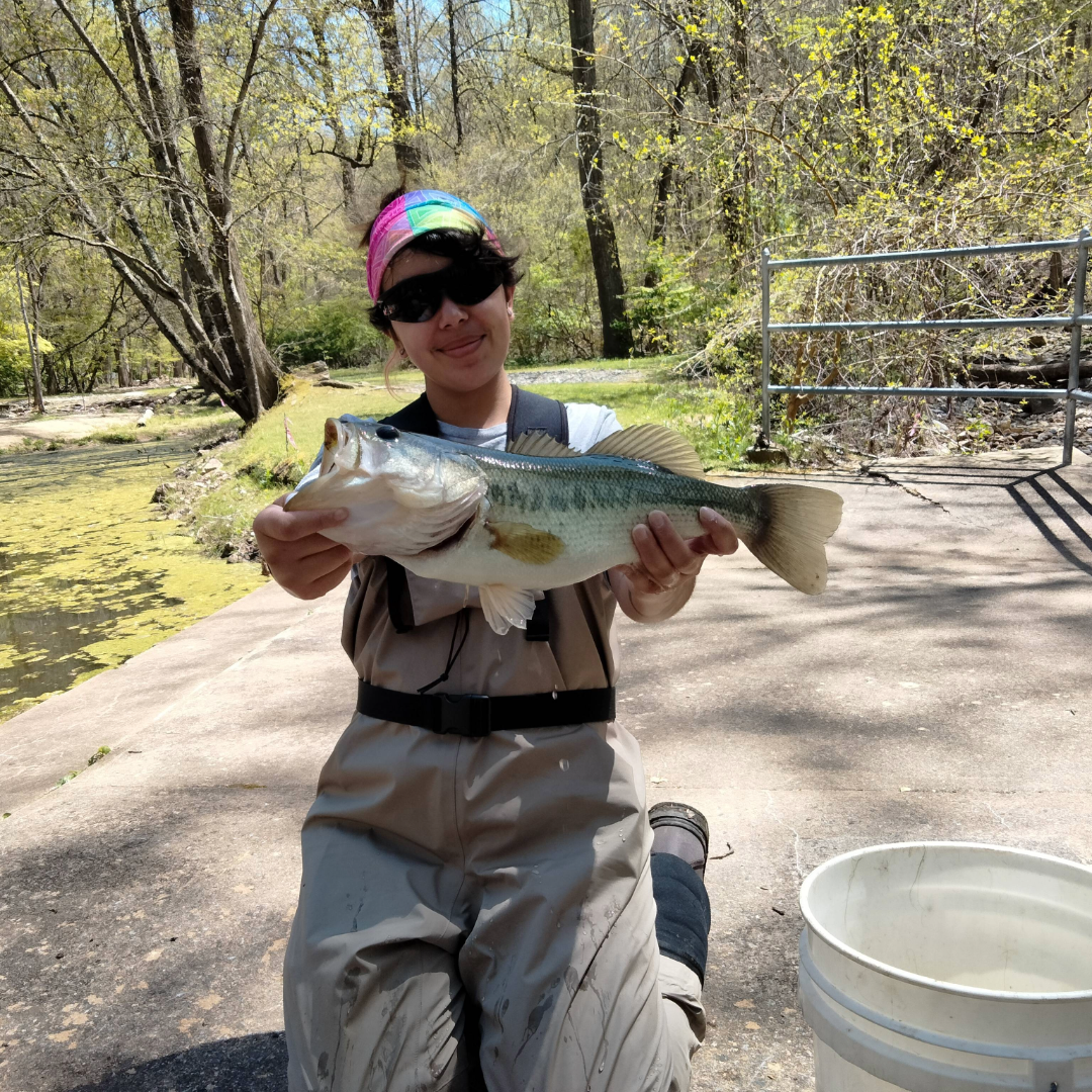 NF Jones Pond - kneeling scientist holds large bass fish for photo